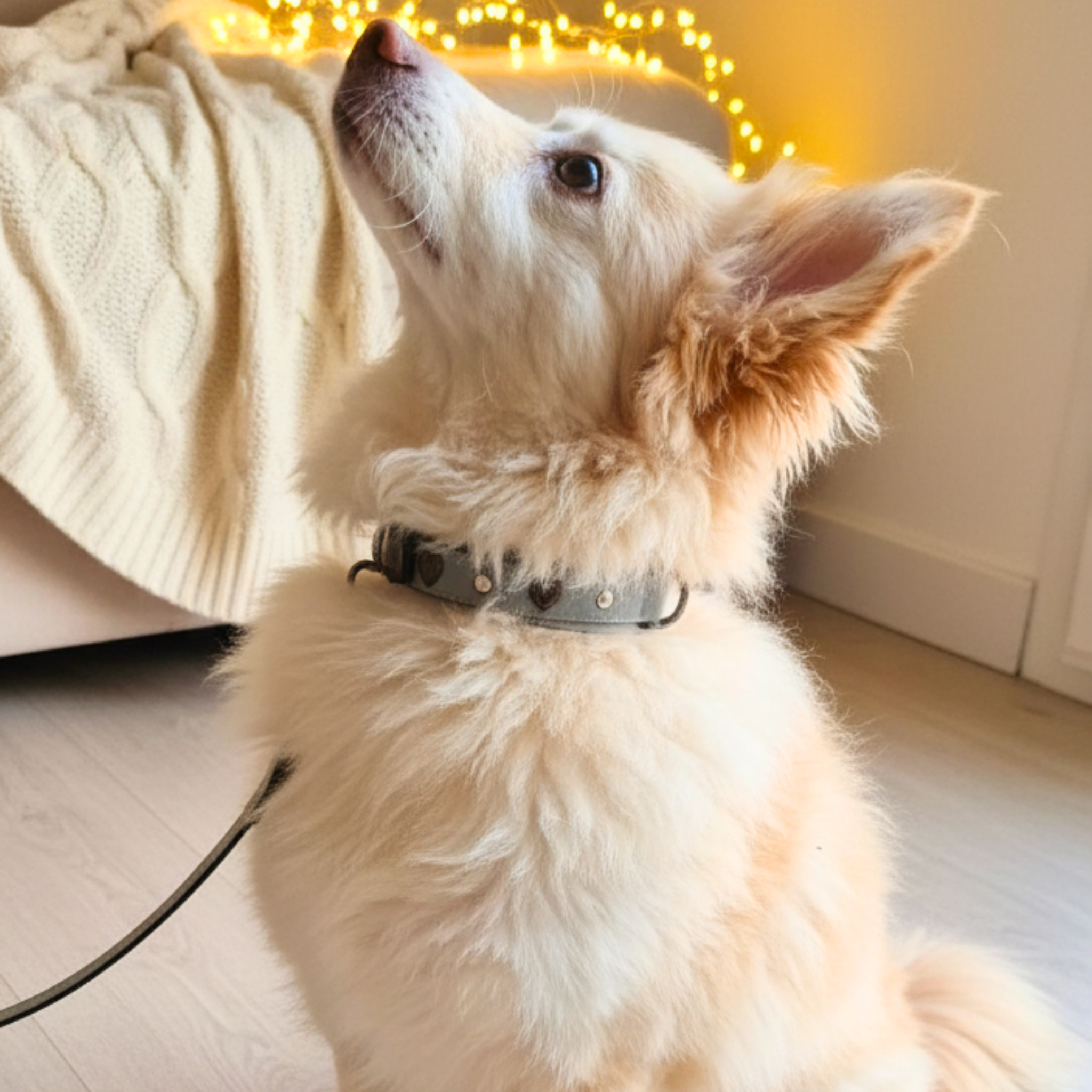 Set Collare con Cristalli e Guinzaglio in Pelle per Cani